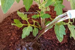 Navodnjavanje paradajza - Osnovni uslov za postizanje visokog prinosa i vrhunskog kvaliteta