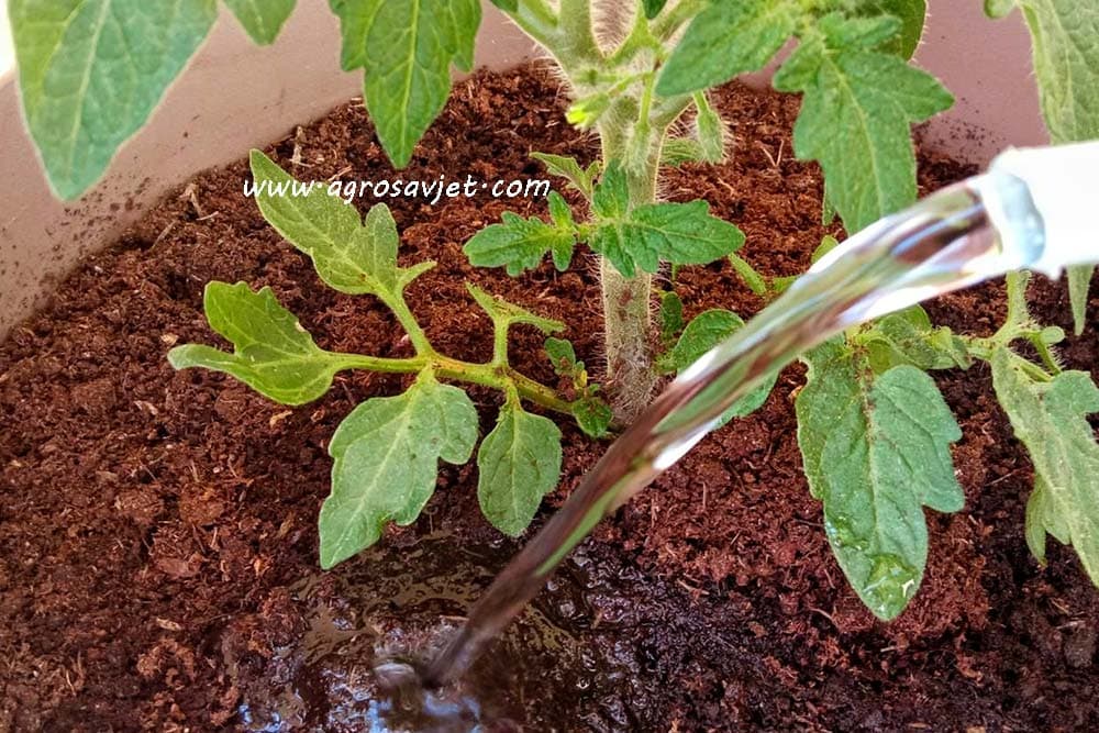 Navodnjavanje paradajza