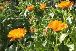 Neven je odličan za kožu, ali i za unutrašnju primjenu