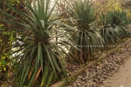 Pravlina njega i gajenje PALMI