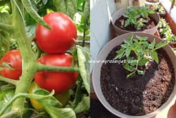 Paradajz u saksijama - Koje sorte izabrati i kako ga njegovati?