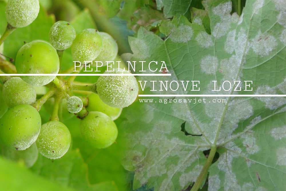Pepelnica vinove loze