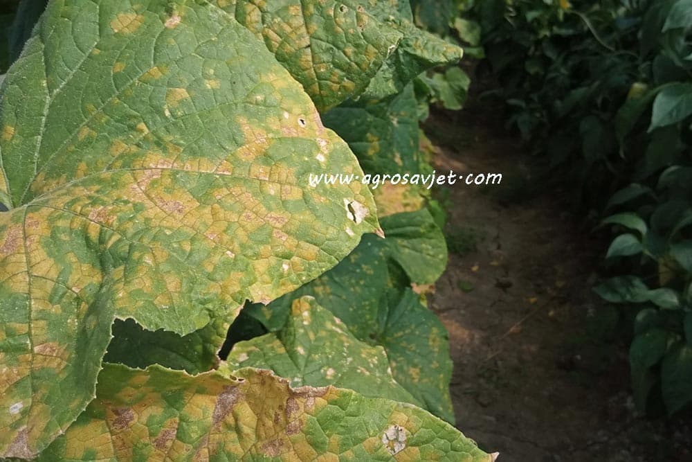 Plamenjača krastavca