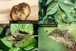 Plamenjača krompira je najopasnija bolest ove biljke - Na vrijeme se spremite za zaštitu i sačuvajte prinos