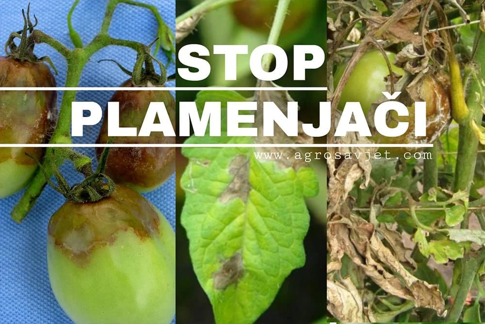 Plamenjača PARADAJZA - Efikasna zaštita BAKROM