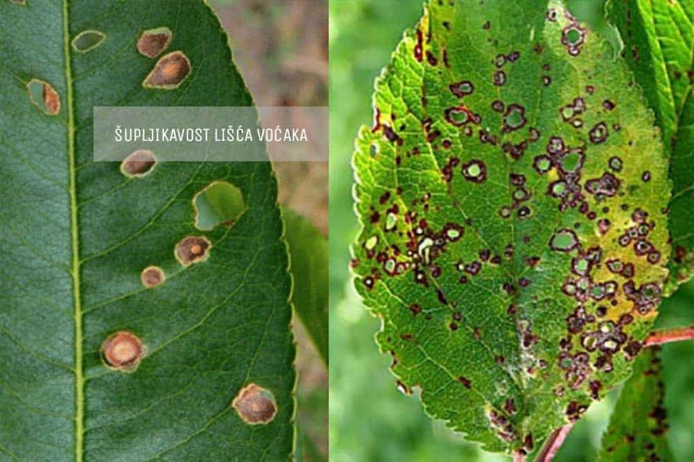 ŠUPLJIKAVOST LIŠĆA VOĆAKA