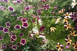 Surfinije će obilno cvjetati ako poštujete ova pravila