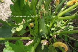 Sorte tikvica koje su veoma plodne i otporne na bolesti