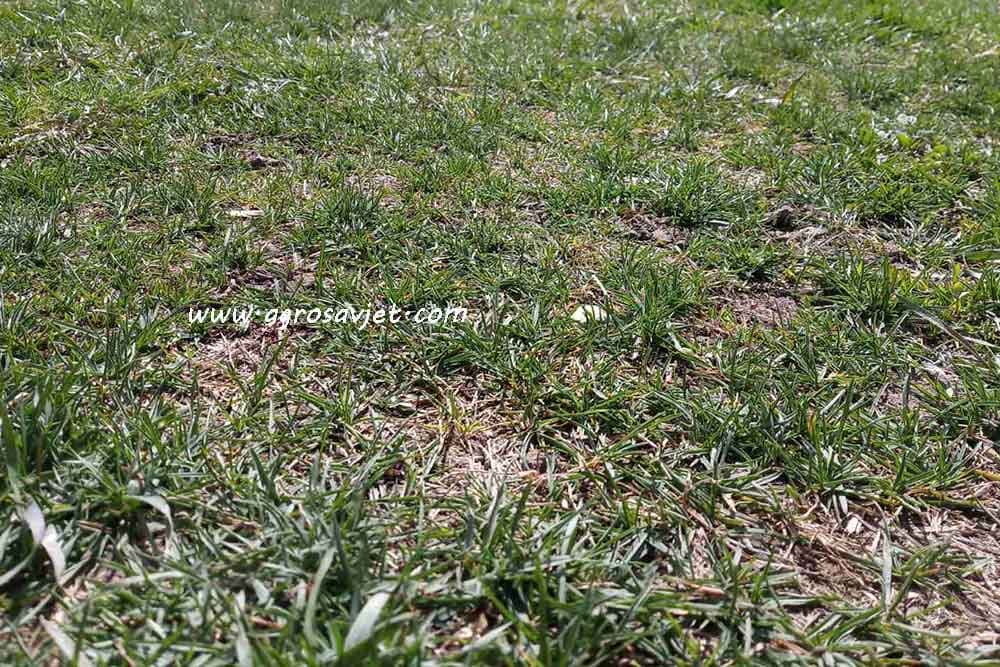 Uklonite suve tačke po travi uz jeftin trik