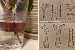 Vegetativno razmnožavanje sobnog cvijeća