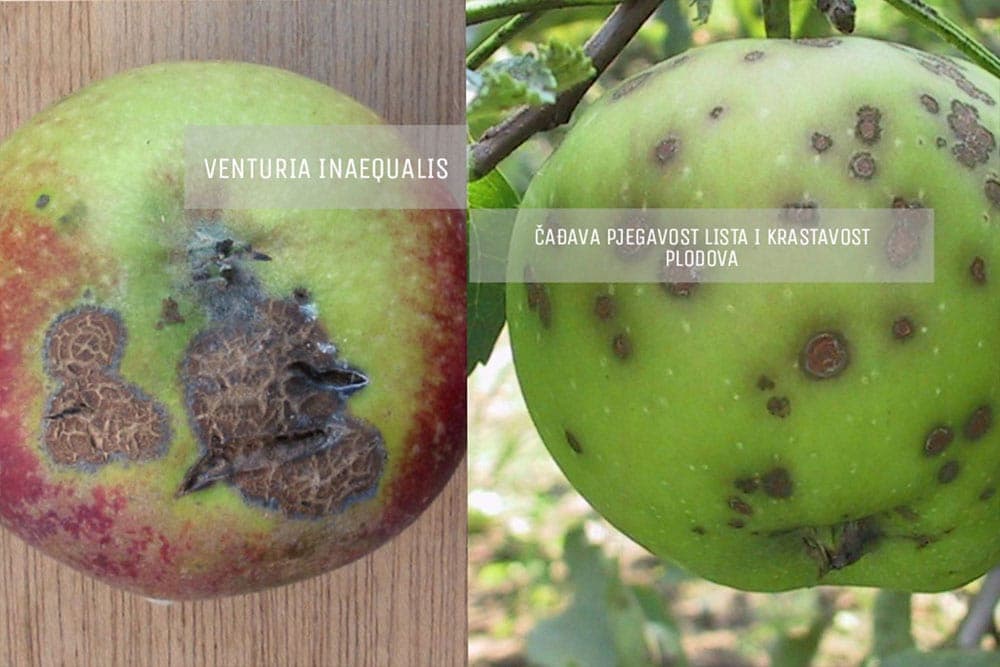 čađava krastavost jabuke