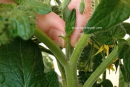 Zakidanje zaperaka i vezivanje paradajza - Evo kako se obavlja