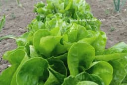 Najbolji i najgori susjedi za salatu: Koje biljke saditi, a koje izbjegavati?