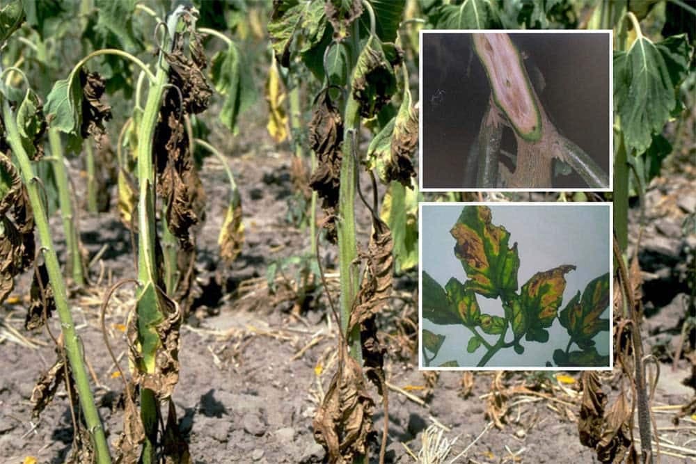 Zeleno uvenuće - Može dovesti do potpunog propadanja vašeg povrća