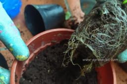 Kako da sami pripremite zemlju za saksijsko cvijeće