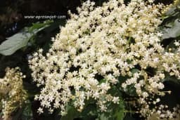 Starinski recept za sok od zove