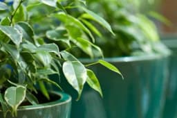 BENDžAMIN - Kako se gaji biljka koja najbolje utiče na kvalitet vazduha u domovima