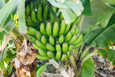 Kako da gajite banane bez obzira gdje živite?