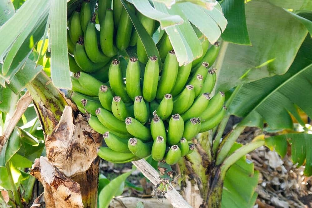 BANANE