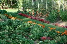 Zaštitni pojasevi u organskoj proizvodnji