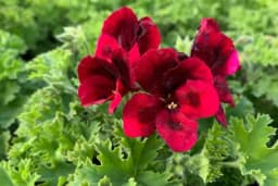 Engleska muškatla - Savjeti za njegu i bujan izgled biljke