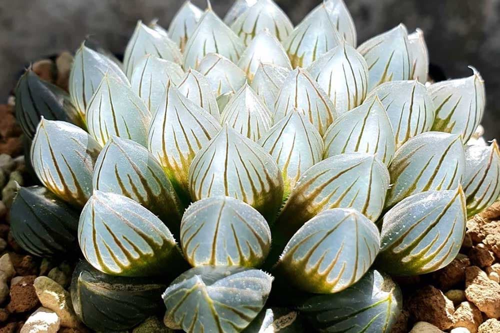 Haworthia Cooperi - Sukulenti koji na suncu izgledaju kao dragulji