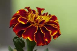 Otjerajte bube iz bašte uz pomoć ovih pet cvjetova