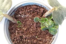 Razmnožavanje afričkih ljubičica lisnim reznicama