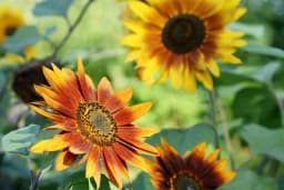 Još uvijek nije kasno da imate raskošnu baštu - Ovo cvijeće možete posaditi i u junu!