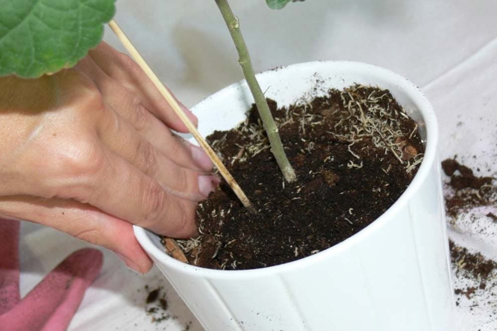 Kako da vazduh cirkuliše kroz zemlju u saksiji