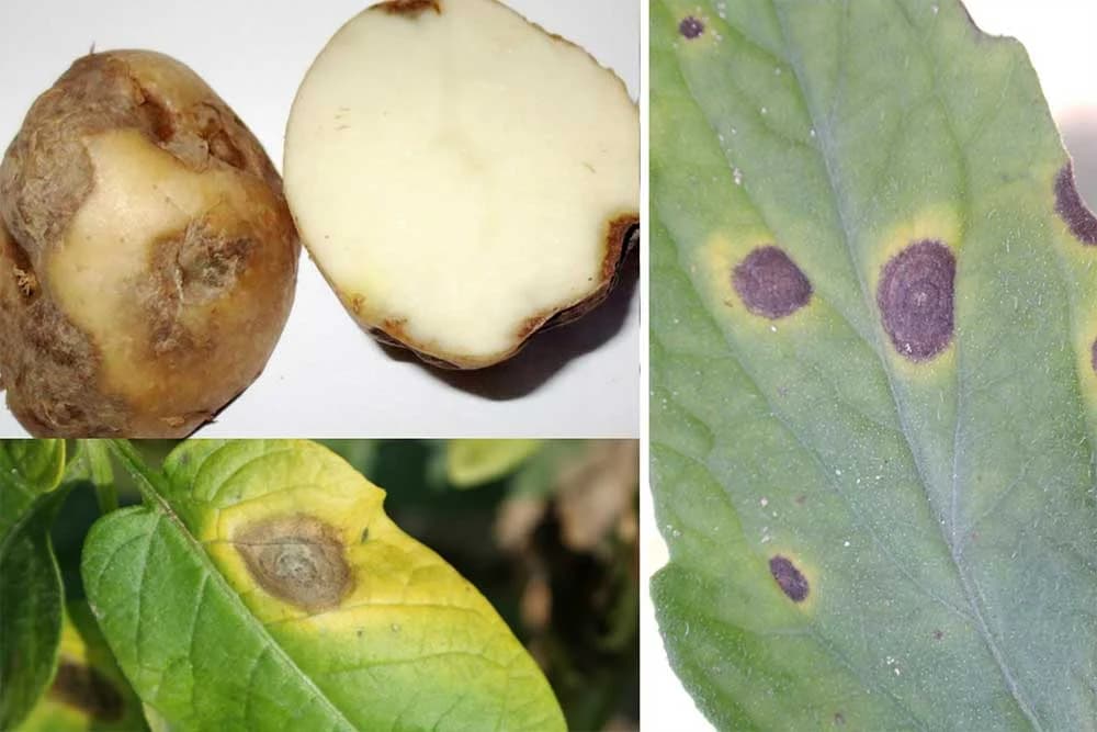 Crna pjegavost krompira