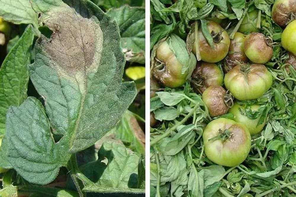 Četiri organska fungicida protiv PLAMENJAČE PARADAJZA