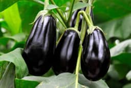 Patlidžan možete gajiti i u saksiji na balkonu