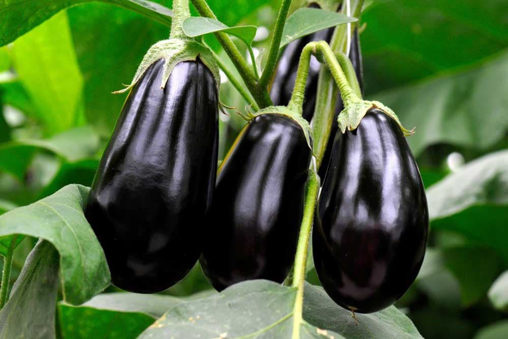 Prihrana plavog patlidžana