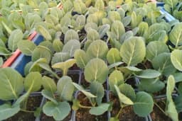 Kasni kupus - Proizvodnja rasada