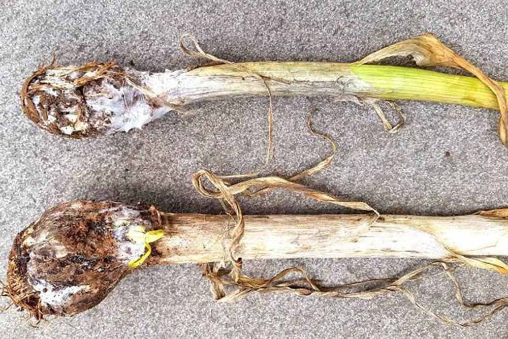 Trulež glavica bijelog luka