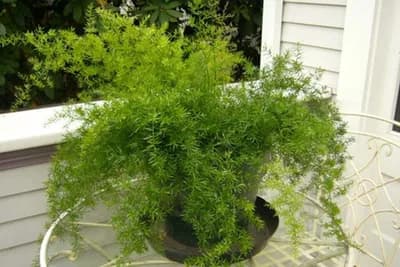 Asparagus - Dekorativna biljka koja ukrašava zatvorene prostorije i balkone