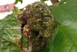 Biljne vaši napadaju - Donosimo najbolje prirodne recepte za borbu s ovim neprijateljem biljaka