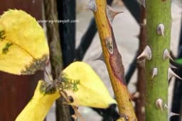 Tri najopasnije bolesti RUŽA - Evo kako da ih zaštitite