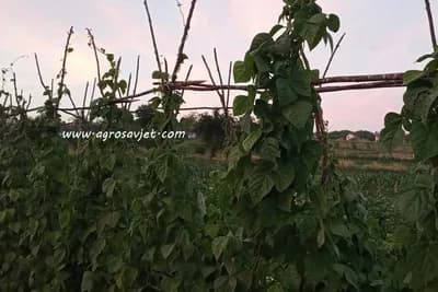 Visoke sorte boranije i njihove karakteristike