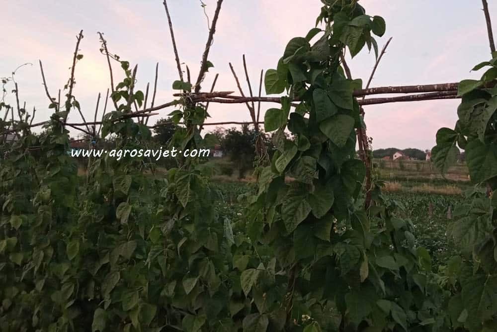 Visoke sorte boranije