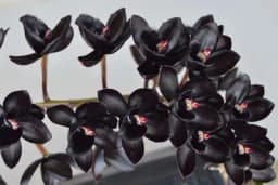 Sorte crne orhideje - Njega i održavanje