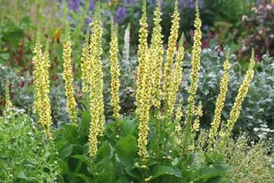 Divizma (Verbascum thapsus)