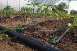 Da li je svim biljkama potrebna prihrana?