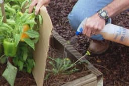 Rastvor za uništavanje korova - Samo pomiješajte tri sastojka iz kuhinje i naprskajte