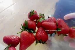 Koliko jagoda smijete pojesti dnevno?