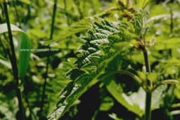 Za ove tri namirnice kažu da su najzdravije na planeti