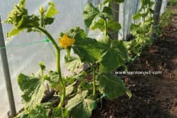 Šta je potrebno uraditi, kako bi KRASTAVAC dao maksimalan prinos?