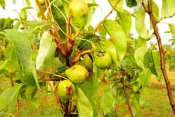 Grad u voćnjaku - Šta možete uraditi poslije njega?