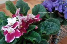 Pravilna njega AFRIČKE LJUBIČICE